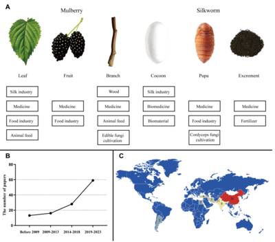 Sci Total Environ綜述 | 趙愛春教授課題組 桑-蠶系統(tǒng)的生態(tài)雙重奏——重金屬污染土地的安全利用與修復(fù)潛力及其生物質(zhì)能資源數(shù)據(jù)庫信息系統(tǒng)構(gòu)建